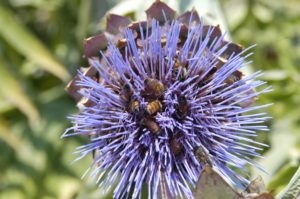 Honeybees collecting nectar from an artichoke blossom. 