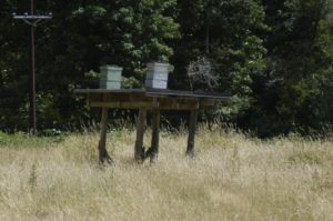 Hives on a stand to discourage bears.